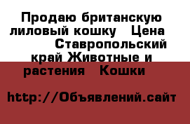 Продаю британскую лиловый кошку › Цена ­ 4 000 - Ставропольский край Животные и растения » Кошки   